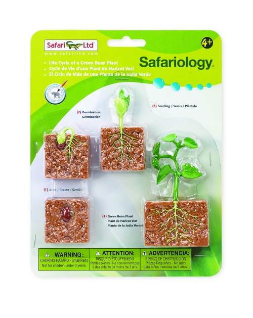 Safari Ltd Life Cycle Of A Green Bean Plant